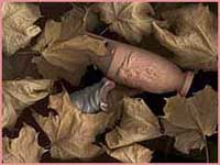 Осенний бегемот,зарывшись в листьях,ищет путь домой